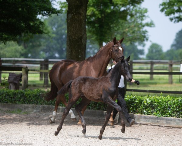 dressage horse Graf von Stauffenberg (Trakehner, 2021, from Helium)