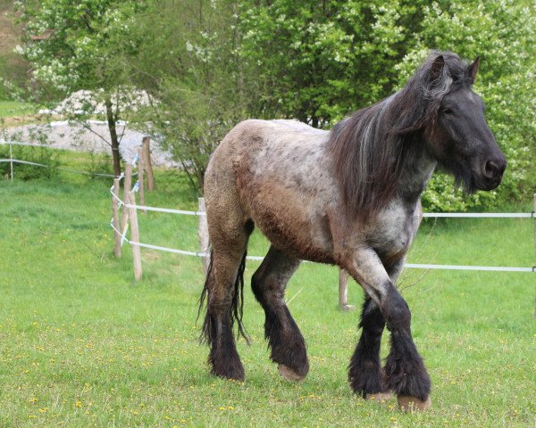 horse Lars van de Breehei (Brabant/Belgian draft horse, 2018)