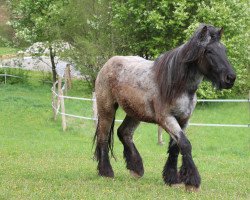 Pferd Lars van de Breehei (Brabanter/Belgisches Kaltblut, 2018)