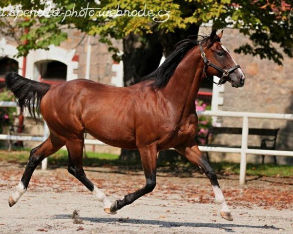 stallion Pouvoir Absolu xx (Thoroughbred, 2005, from Sadler's Wells xx)