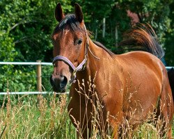 Zuchtstute Gratia (Trakehner, 2008, von In Flagranti)