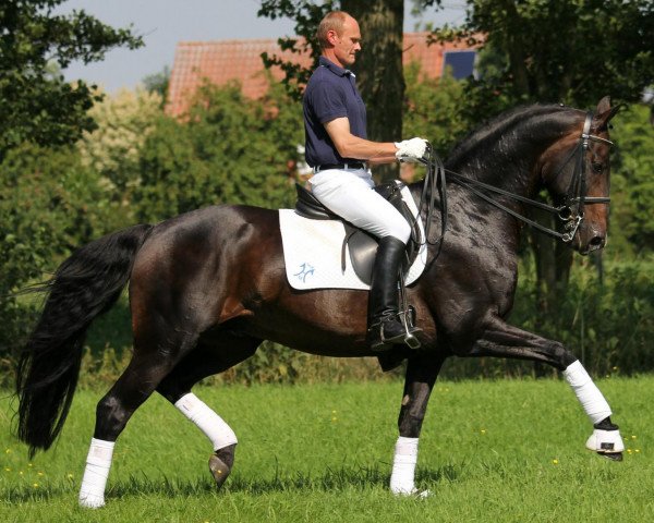 stallion Wakantanka M (Hanoverian, 2000, from Wolkenstein II)