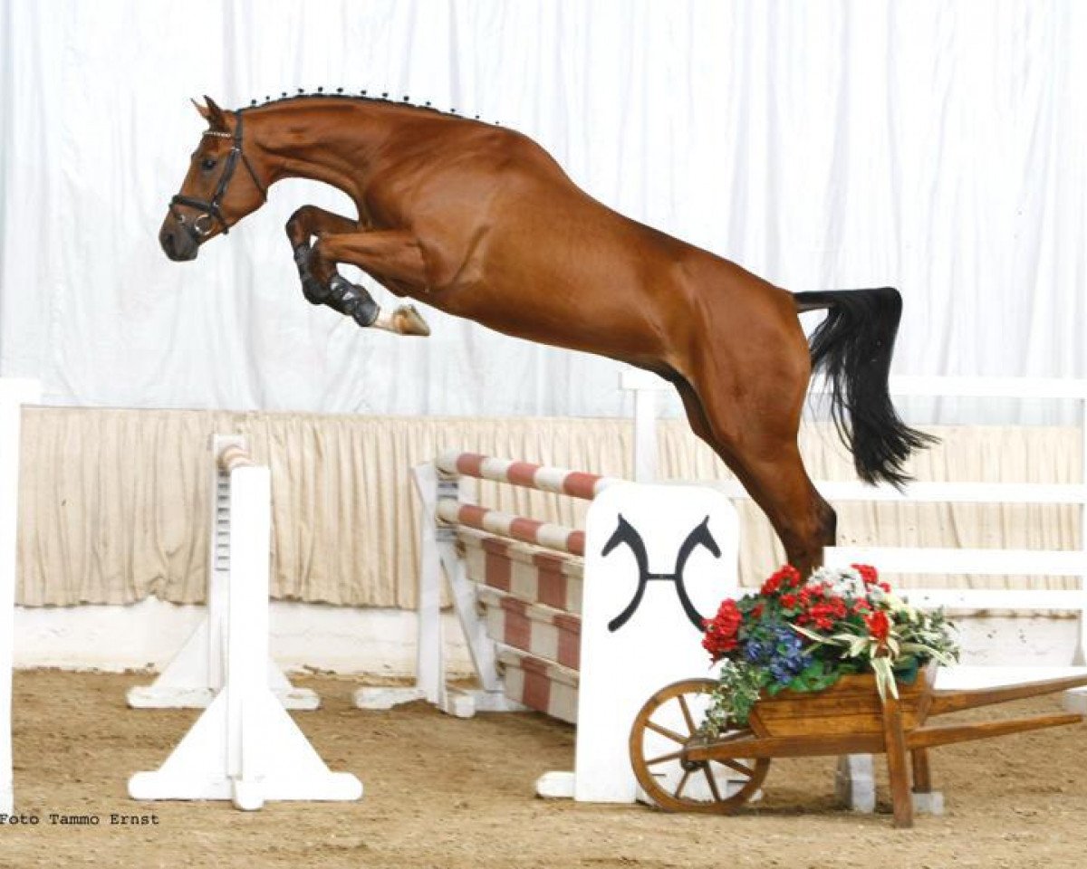 jumper Let's Go (Hanoverian, 2006, from Lissabon 29)