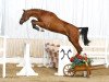 jumper Let's Go (Hanoverian, 2006, from Lissabon 29)