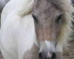 broodmare Meriva van Dyck (Dt.Part-bred Shetland pony, 2012, from Mondfleck van Dyck)