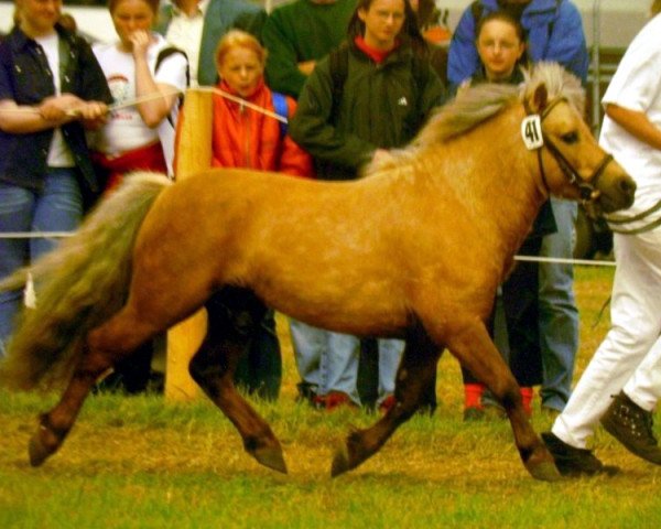 stallion Kerswell Golden Son (Shetland pony (under 87 cm), 1995, from Kerswell Nijinsky)