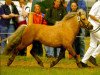 stallion Kerswell Golden Son (Shetland pony (under 87 cm), 1995, from Kerswell Nijinsky)