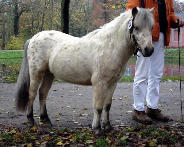 Deckhengst Schneekönig van Dyck (Dt.Part-bred Shetland Pony, 2005, von Kerswell Golden Son)