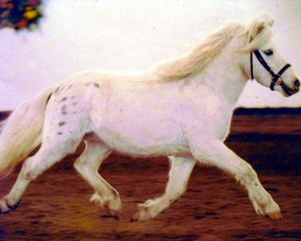 stallion Merlot van Dyck (Dt.Part-bred Shetland pony, 2000, from Madras)