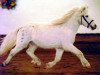 stallion Merlot van Dyck (Dt.Part-bred Shetland pony, 2000, from Madras)