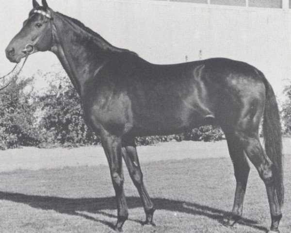 stallion Manitu xx (Thoroughbred, 1956, from Bürgermeister xx)
