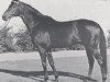 stallion Manitu xx (Thoroughbred, 1956, from Bürgermeister xx)