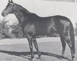 stallion Manitu xx (Thoroughbred, 1956, from Bürgermeister xx)