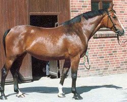 broodmare Tosca (Holsteiner, 1981, from Merano)