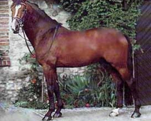 horse Calambo (Holsteiner, 1992, from Coriander)