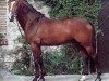 Pferd Calambo (Holsteiner, 1992, von Coriander)