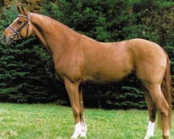 dressage horse Worldly I (Hanoverian, 1997, from Weltmeyer)