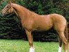 stallion Worldly I (Hanoverian, 1997, from Weltmeyer)