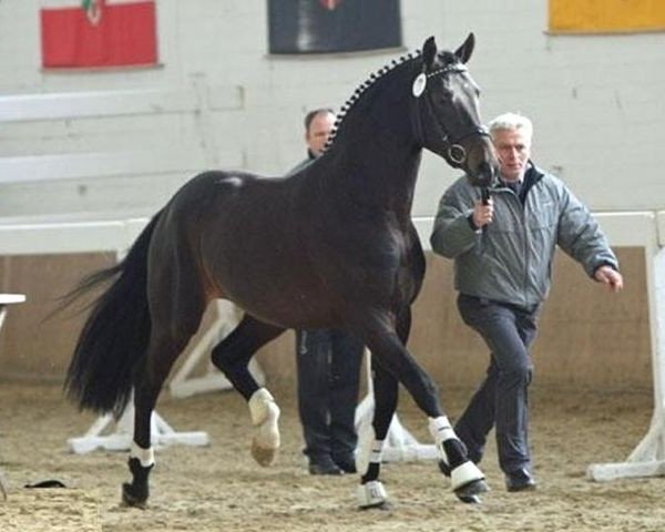 stallion My Tender (Westphalian, 2008, from Montender)