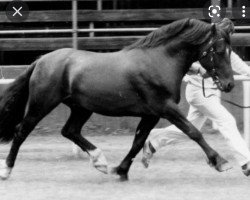 broodmare Solid Sorrel (Welsh-Cob (Sek. D), 1997, from Hewid Lyn)