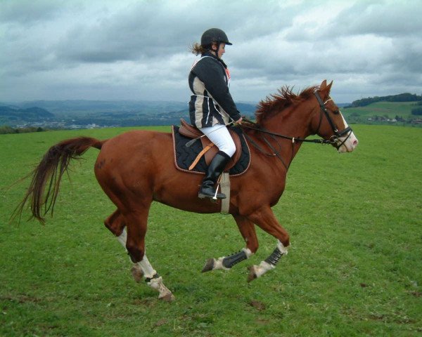 Pferd Wicco (Hannoveraner, 1994, von Wendland II)