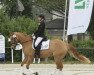 dressage horse Delina 18 (German Riding Pony, 2010, from Danny Gold)