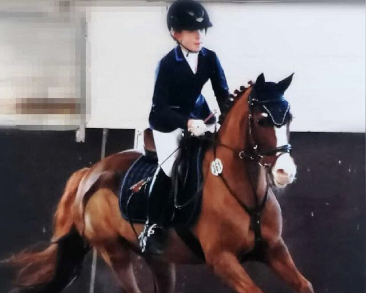 dressage horse Namibia 10 (German Riding Pony, 2006, from Halifax)