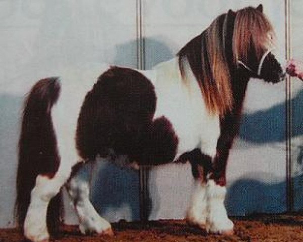 Deckhengst Bulkgwyn Apache (Shetland Pony, 1994, von Southfieldgate Mini Marathon)