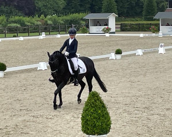 Dressurpferd Taba Luga (Deutsches Reitpony, 2010, von Trentino)