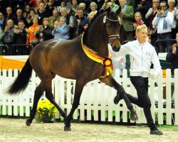 stallion His Moment (Trakehner, 2014, from E.H. Millennium)