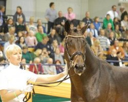 Dressurpferd Luxor (Trakehner, 2011, von Redecker)