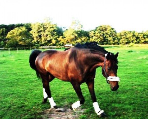 dressage horse Rabauke 46 (Hanoverian, 2000, from Rosentau)