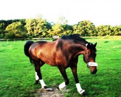 dressage horse Rabauke 46 (Hanoverian, 2000, from Rosentau)