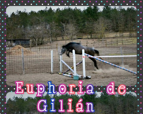 Springpferd Euphoria de Gilián (Ungarisches Warmblut, 2019, von Cornetto DB Z)