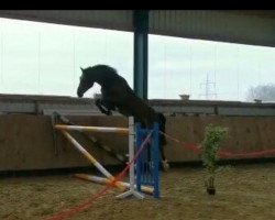 dressage horse Furore (Hanoverian, 2018, from Fire and Ice)