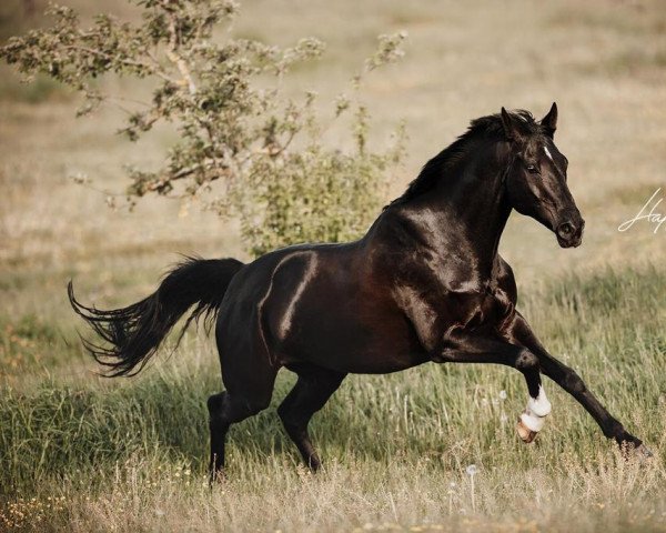 jumper Coco Loco CH (Swiss Warmblood, 2010, from Copain du Perchet CH)