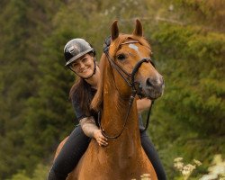 dressage horse Risk It (Danish Warmblood, 2009, from Glock's Romanov)