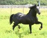 stallion Trofarth Antur (Welsh-Cob (Sek. D), 2006, from Trofarth Celt)