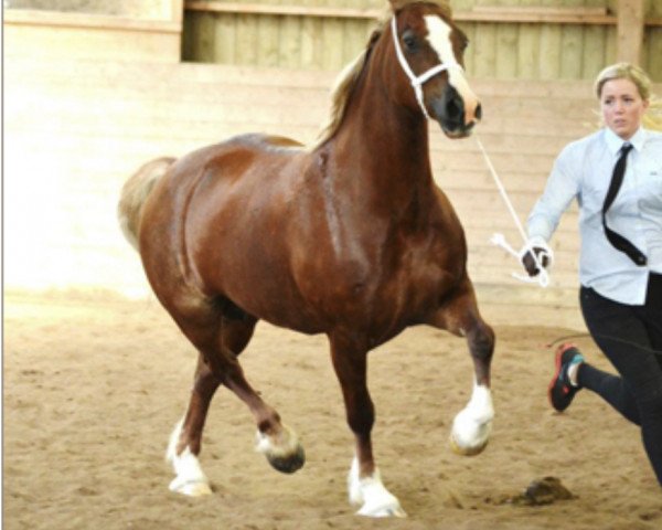 Zuchtstute Storhaugs Primrose (Welsh-Cob (Sek. D), 2006, von Storhaugs Crusader)