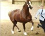 broodmare Storhaugs Primrose (Welsh-Cob (Sek. D), 2006, from Storhaugs Crusader)