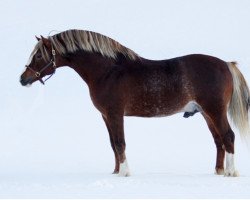 Deckhengst Storhaugs Crusader (Welsh-Cob (Sek. D), 2001, von Nebo Crusader)