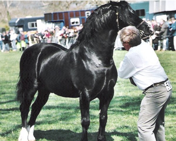 stallion Trofarth Celt (Welsh-Cob (Sek. D), 1997, from Fronarth Victor)