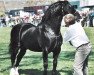 Deckhengst Trofarth Celt (Welsh-Cob (Sek. D), 1997, von Fronarth Victor)