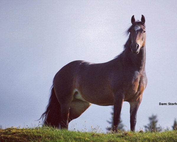 broodmare Storhaugs Pride (Welsh-Cob (Sek. D), 2013, from Trofarth Antur)