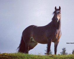 Zuchtstute Storhaugs Pride (Welsh-Cob (Sek. D), 2013, von Trofarth Antur)