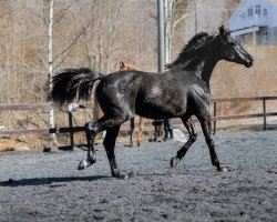 Springpferd Landås Athene (Welsh Partbred, 2020, von Earl)