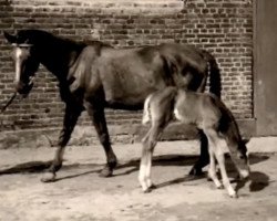 Zuchtstute Bekasine (Trakehner, 1938, von o. w. Abst.)