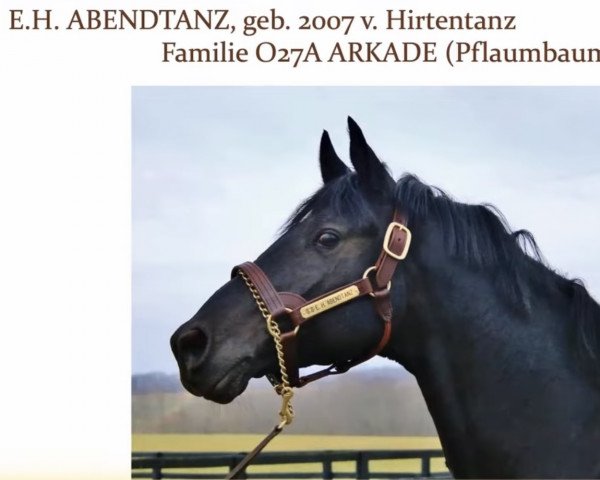 stallion Abendtanz (Trakehner, 2007, from Hirtentanz 2)