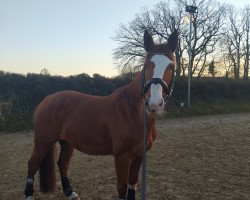 jumper Following the Sun (Westphalian, 2012, from For Leo M)