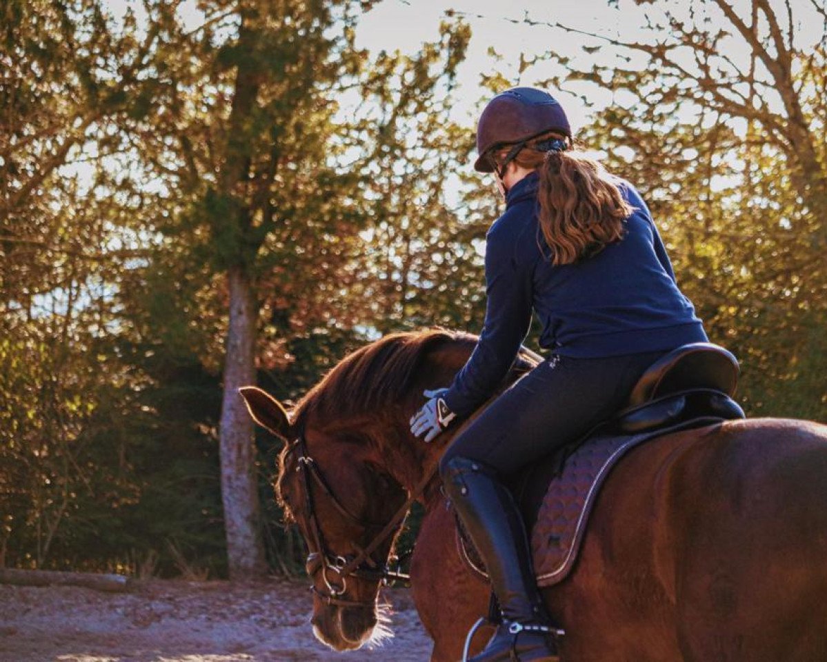 dressage horse Santanyi 13 (Westphalian, 2015, from Sir Heinrich OLD)